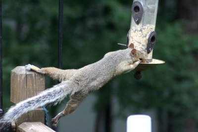 July 28, 2006Squirrel