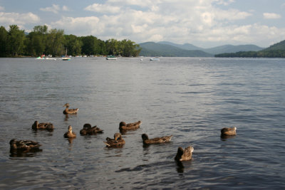 July 30, 2006Ducks at Lake