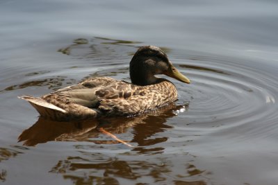 Duck at Lake