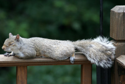 Most Viewed August  2006Sleeping Squirrel