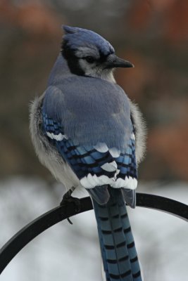 BluejayDecember 28, 2007