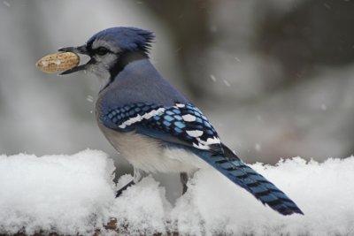 Bluejay in Snowstorm<BR>January 14, 2008