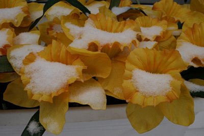 Snow on Silk DaffodilsJanuary 15, 2008