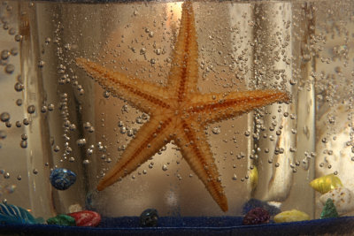 Starfish CandleJanuary 25, 2008