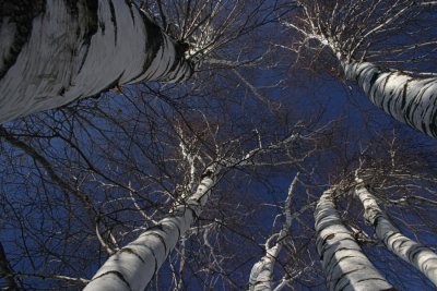 Inside a Birch TreeJanuary 28, 2008