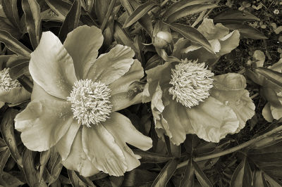 PIVOINES