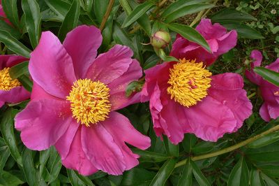 PIVOINES