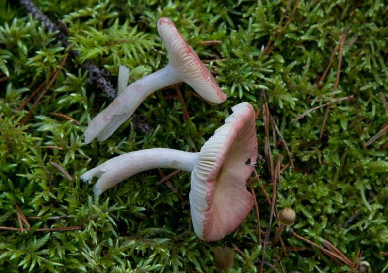 Spdkremla (Russula gracillima)