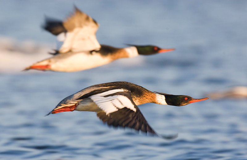 Red-breasted Merganser (Mergus serrator)
