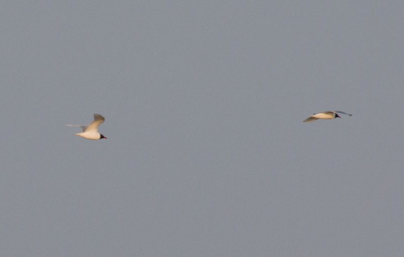 Mediterranean Gull (Ichthyaetus melanocephalus)