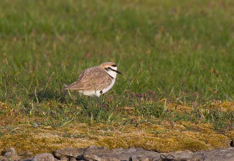 Kentish Plover (Charadrius alexandrinus)