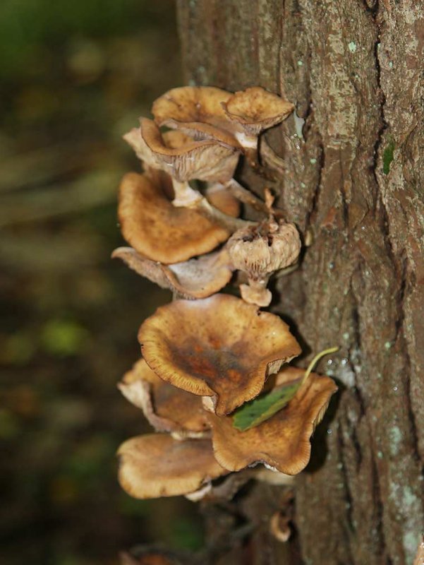 Honungsskivling (Armillaria borealis)