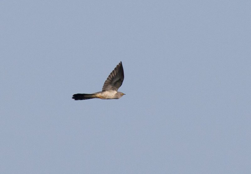 Common Cuckoo (Cuculus canorus)