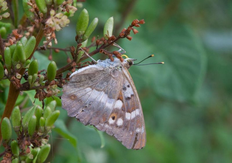 Aspskimmerfjril (Apatura ilia)