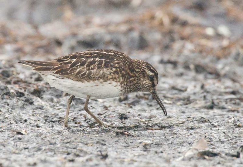 Broad-billed Sandpiper (Limicola falcinellus)