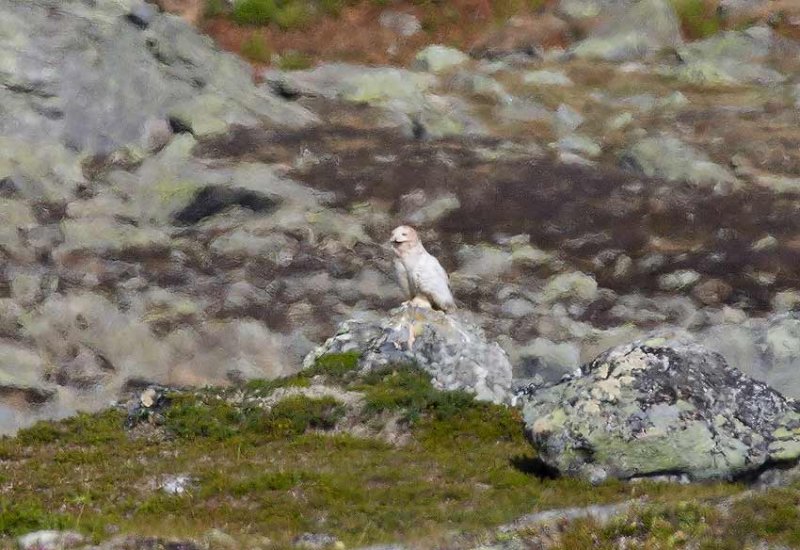 Snowy Owl (Bubo scandiacus)