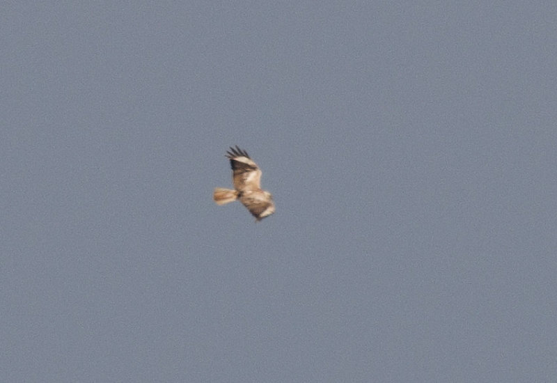 Long-legged Buzzard (Buteo rufinus)