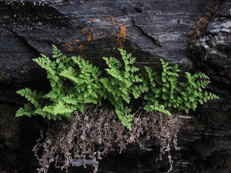 Fjllhllebrken (Woodsia alpina)