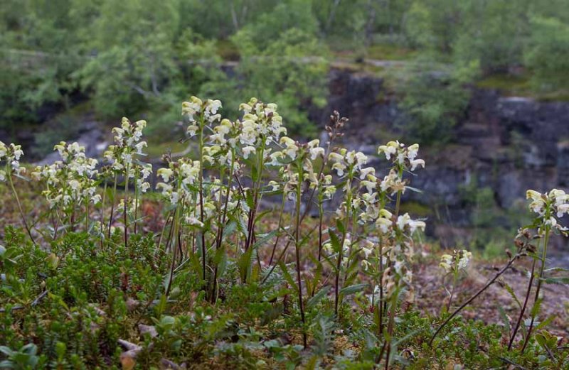 Lappspira (Pedicularis lapponica)