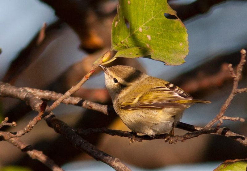 Humes Warbler (Phylloscopus humei)