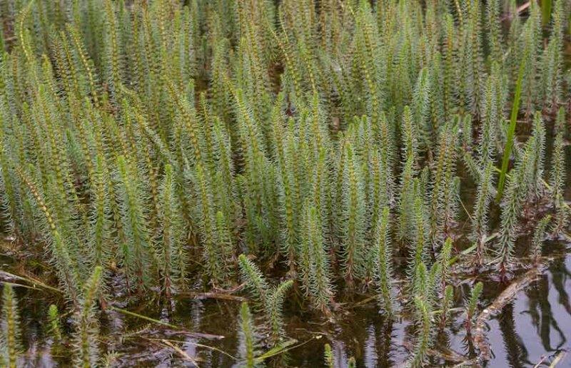 Hstsvans (Hippuris vulgaris)