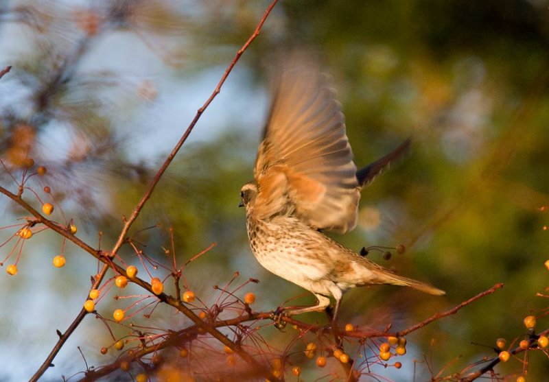 Dusky Thrush (Turdus eunomus)