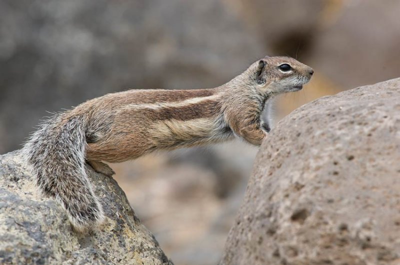 Barbary Ground Squirrel (Atlantoxerus getulus)