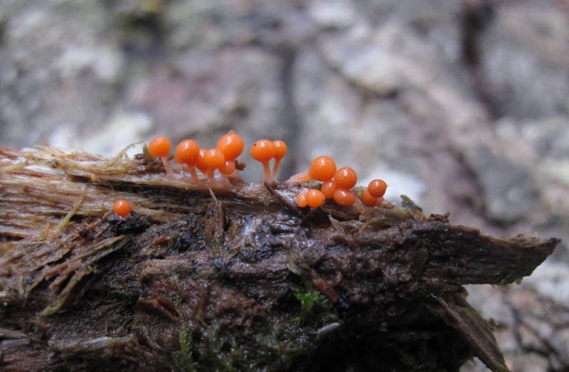 Gul ullklubba (Trichia decipiens)