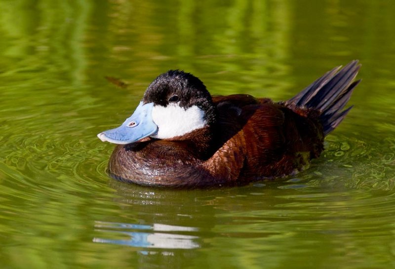 Ruddy Duck (Oxyura jamaicensis)