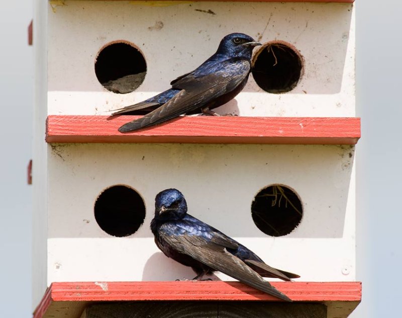 Purple Martin (Progne subis)