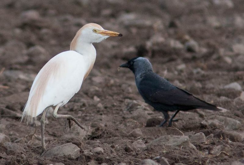 Cattle Egret (Bubulcus ibis)