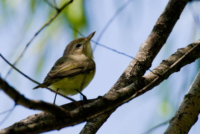 Warbling Vireo (Vireo gilvus)