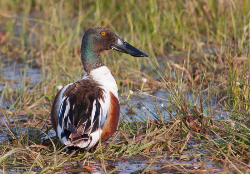 Northern Shoveler (Anas clypeata)