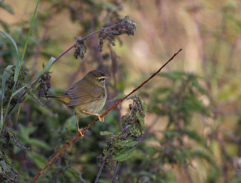 Raddes Warbler (Phylloscopus schwarzi)