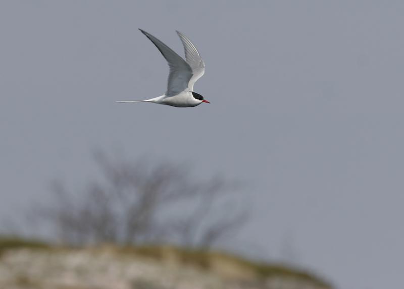 Arctic Tern (Sterna paradisaea)