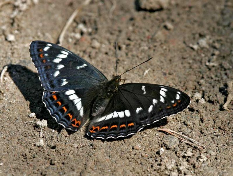 Aspfjril (Limenitis populi)