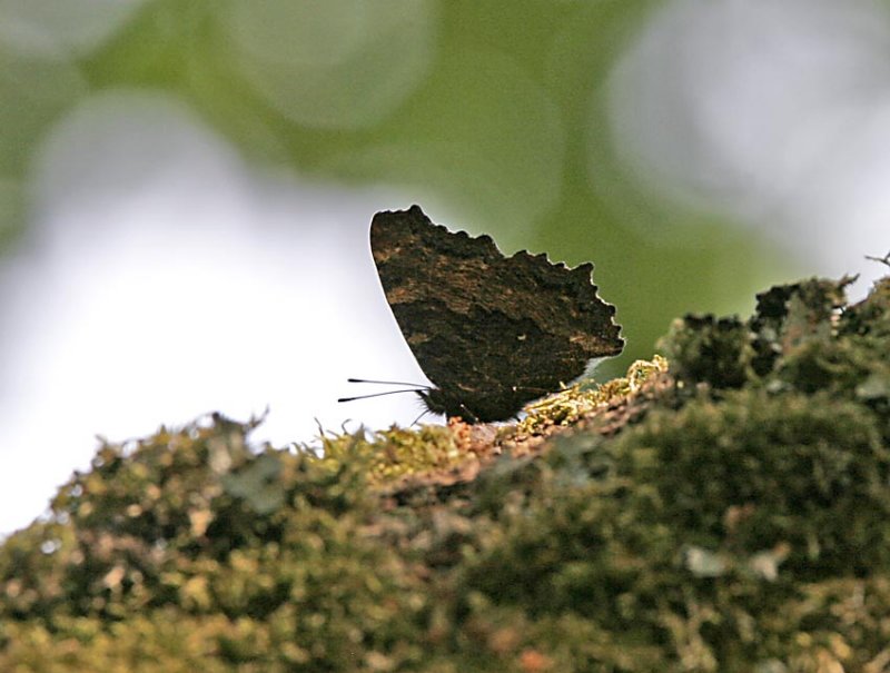 Krsbrsfuks (Nymphalis polychloros)