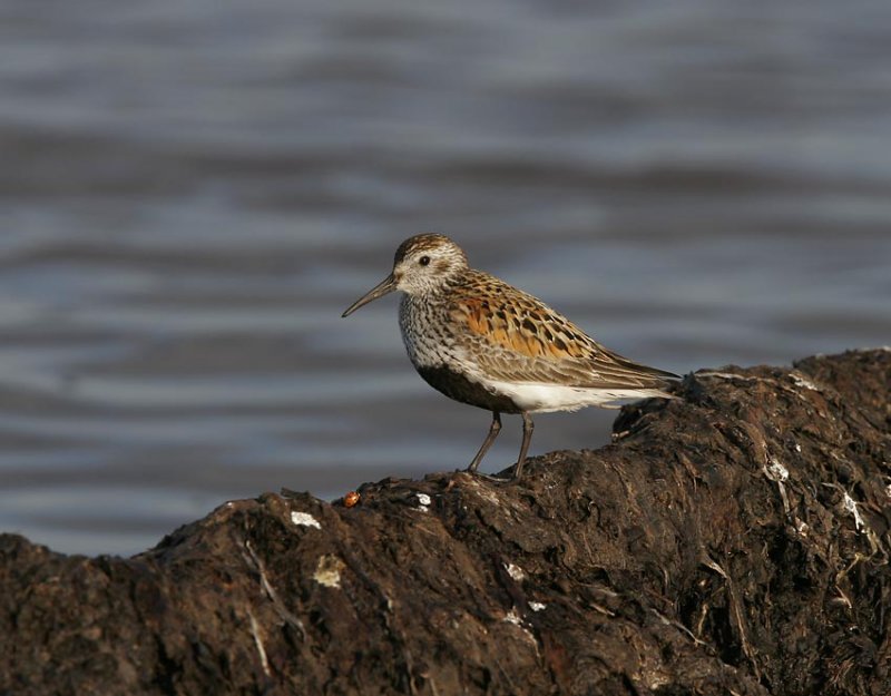 Dunlin (Calidris alpina)