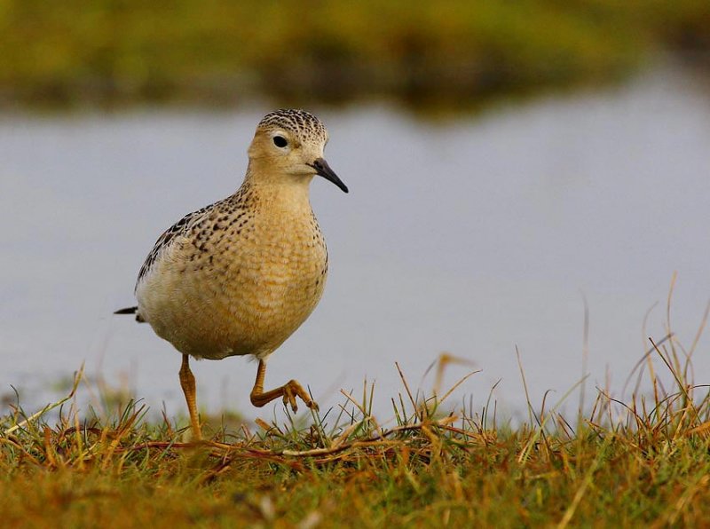 Buff-breasted Sandpiper (Tryngites subruficollis)