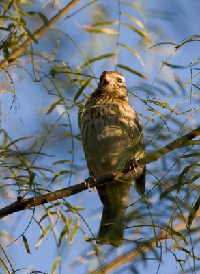 Rose-breasted Grosbeak (Pheucticus ludovicianus)