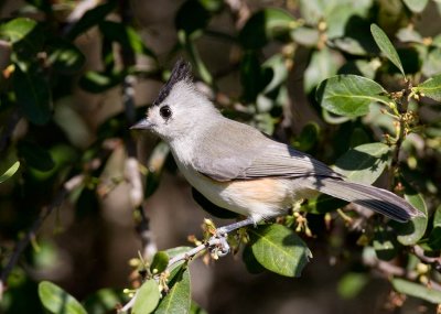 Black-crested Titmouse (Baeolophus atricristatus)