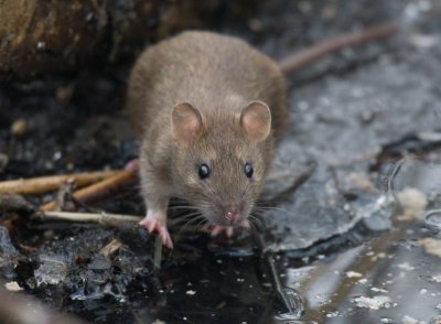 Brun råtta (Rattus norvegicus)