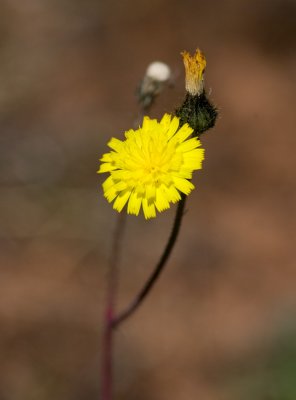 Vtfibbla (Pilosella cymosa ssp. gottlandica)