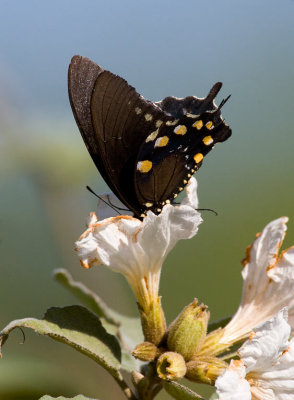 Pipvine Swallowtail (Battus philenor)