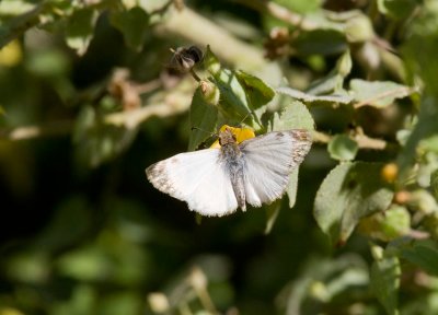 Turkīs-Cap White-Skipper (heliopetes macaira)