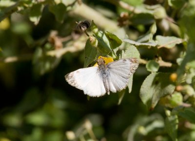 Turks-Cap White-Skipper (heliopetes macaira)