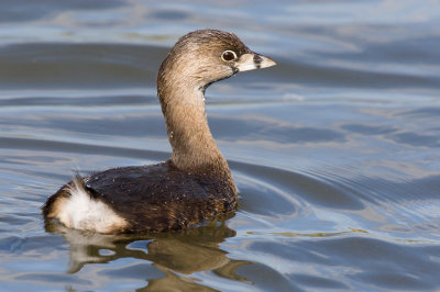 Pied-billed Grebe (Podilymbus podiceps)