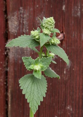 Kattmynta (Nepeta cataria)