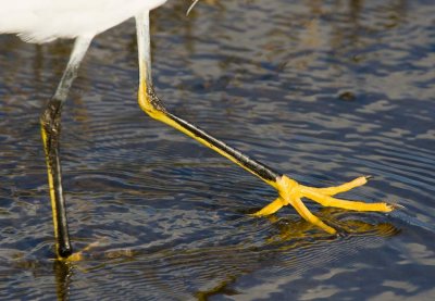 Snowy Egret (Egretta thula)