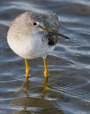 Greater Yellowlegs (Tringa melanoleuca)